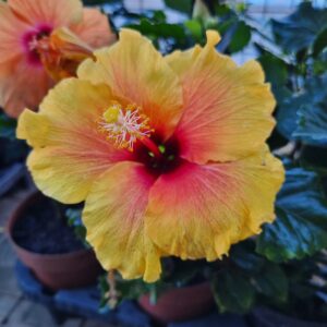 VASO HIBISQS P15