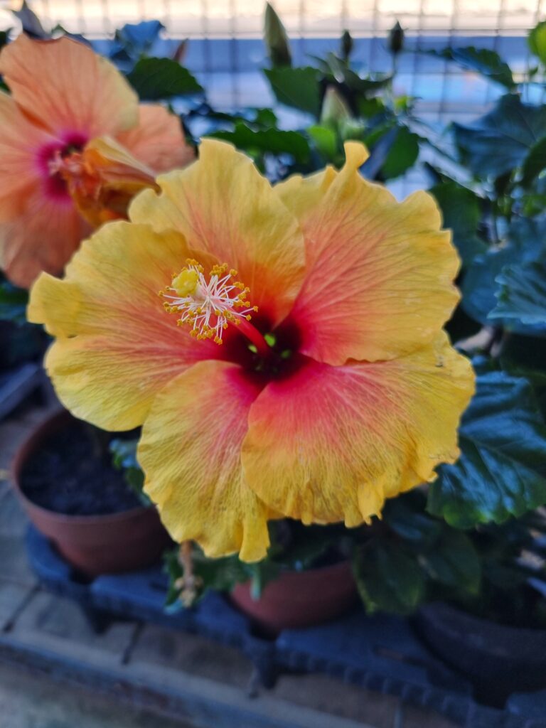 VASO HIBISQS P15