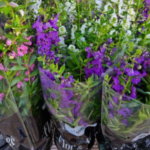 VASO ANGELONIA P14