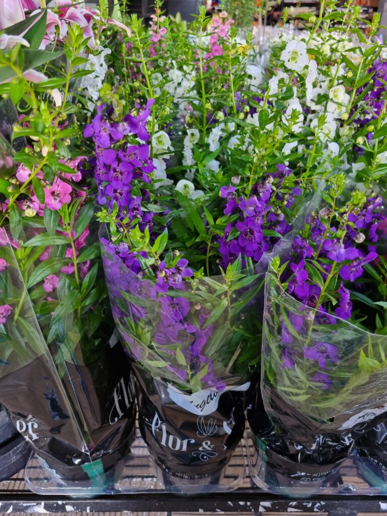 VASO ANGELONIA P14