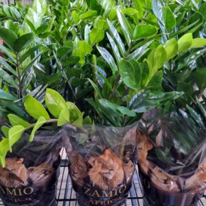 VASO ZAMIOCULCAS P24