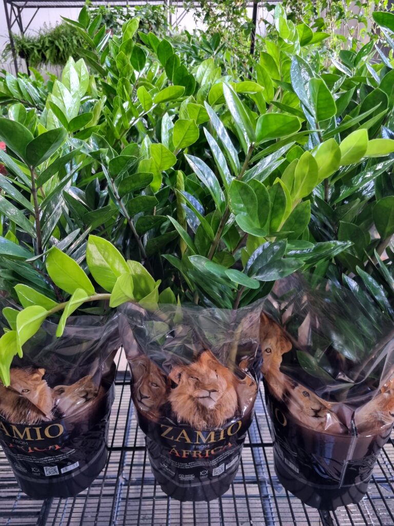 VASO ZAMIOCULCAS P24