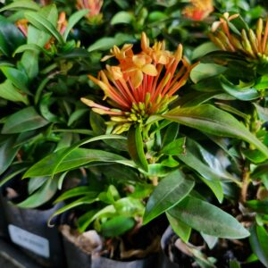 MUDA IXORA MINI LARANJA
