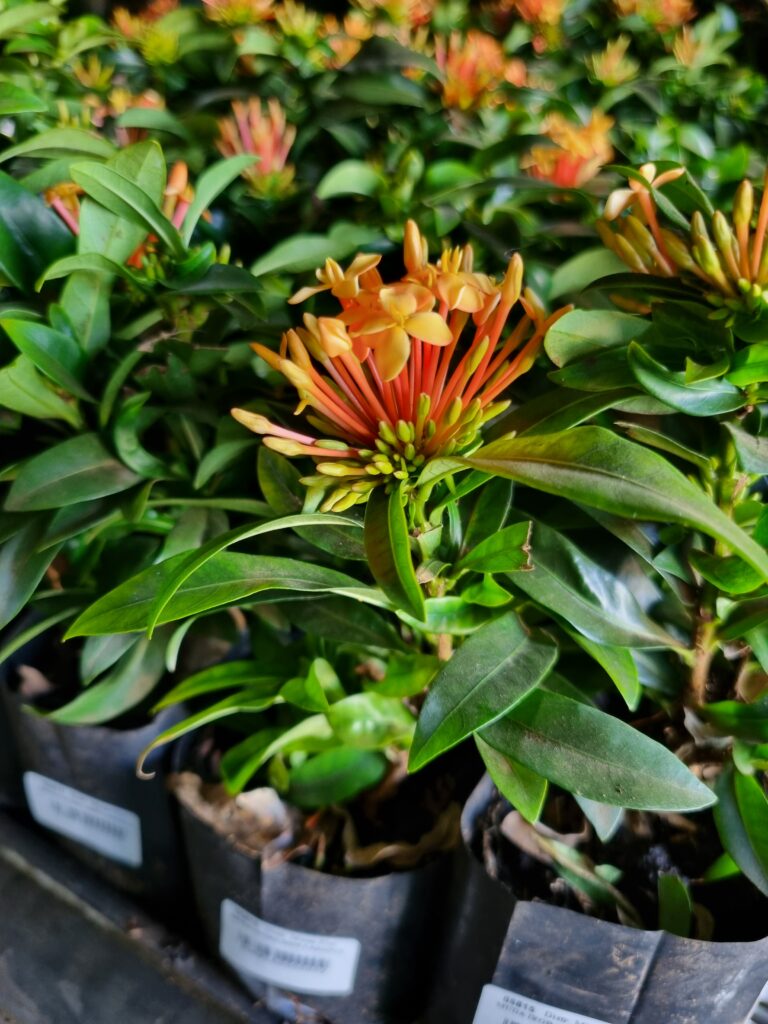 MUDA IXORA MINI LARANJA