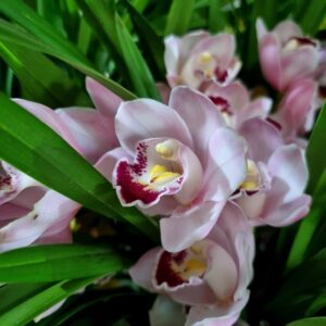 VASO CYMBIDIUM P14 MIN 2 HT