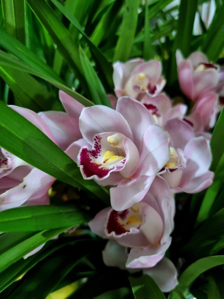VASO CYMBIDIUM P14 MIN 2 HT