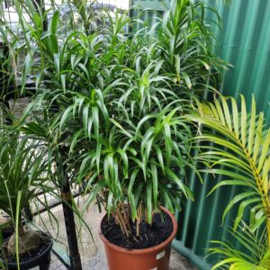VASO DRACENA REFLEXA ANITA P40