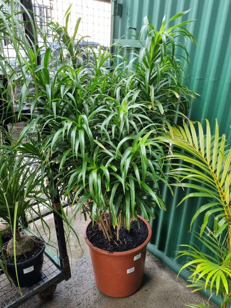 VASO DRACENA REFLEXA ANITA P40