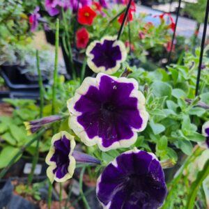 VASO PETUNIA P15 ESPECIAL