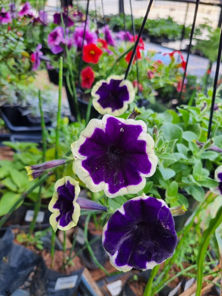 VASO PETUNIA P15 ESPECIAL