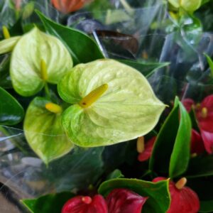 VASO ANTHURIUM P09 VARIADO