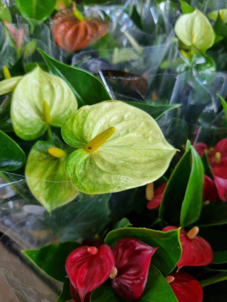 VASO ANTHURIUM P09 VARIADO