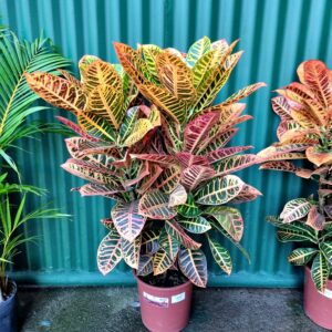 VASO CROTON P24 HIBRIDO PETRA ESPECIAL