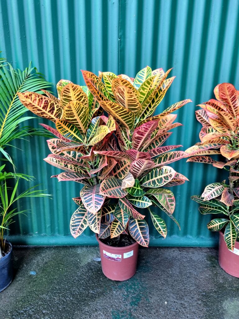 VASO CROTON P24 HIBRIDO PETRA ESPECIAL