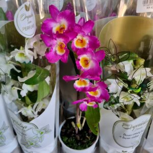 VASO DENDROBIUM NOBILY P12