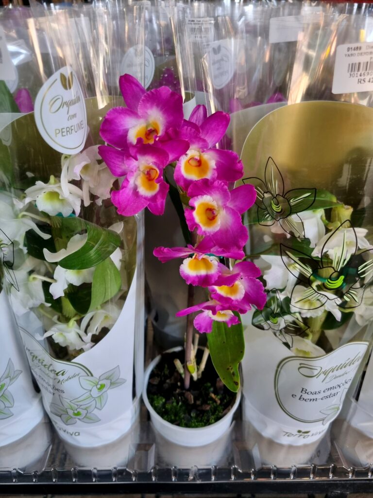 VASO DENDROBIUM NOBILY P12