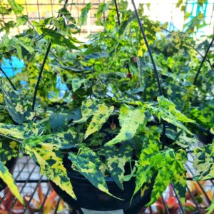 VASO ABUTILON C21