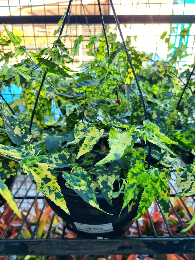 VASO ABUTILON C21