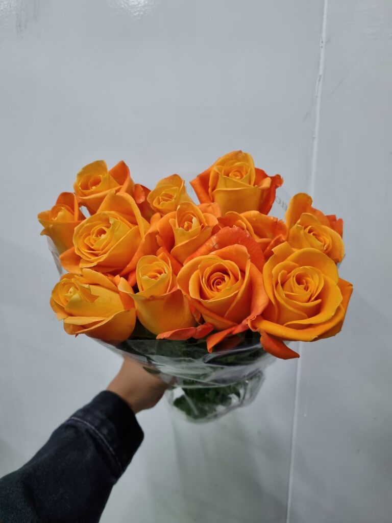 ROSA VOODOO 040