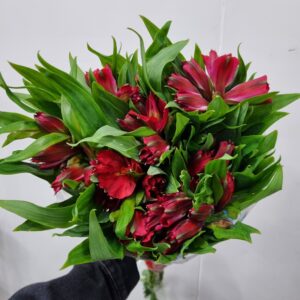 ALSTROEMERIA TESTAROSSA