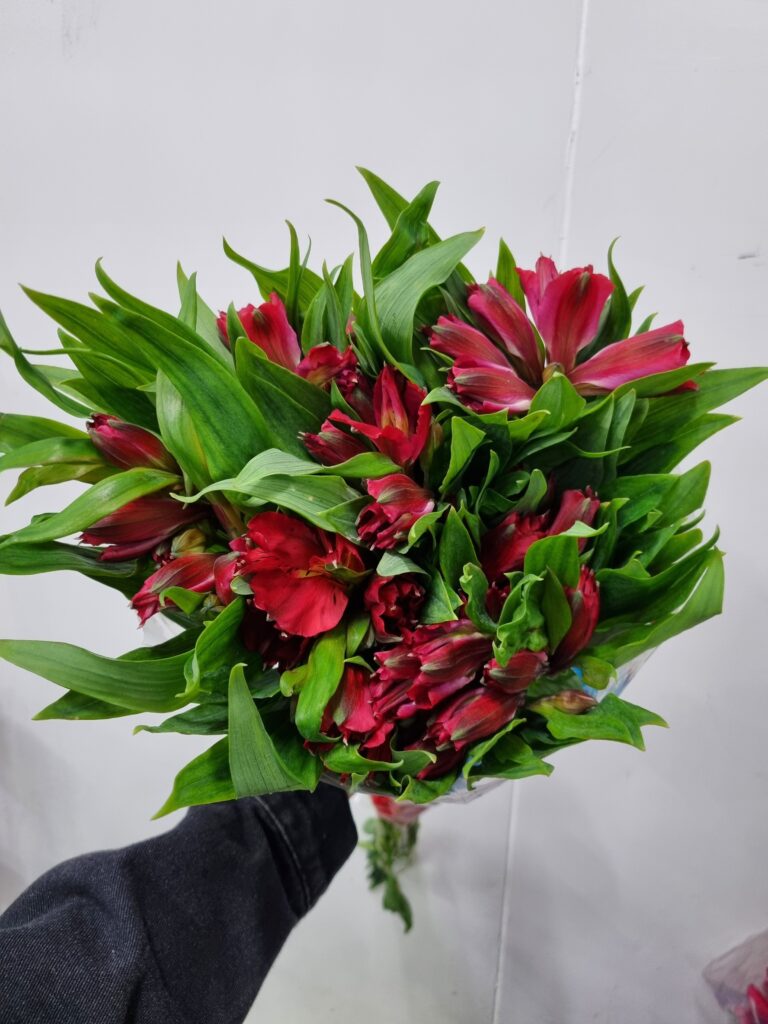 ALSTROEMERIA TESTAROSSA