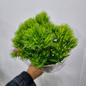 DIANTHUS GREEN BALL