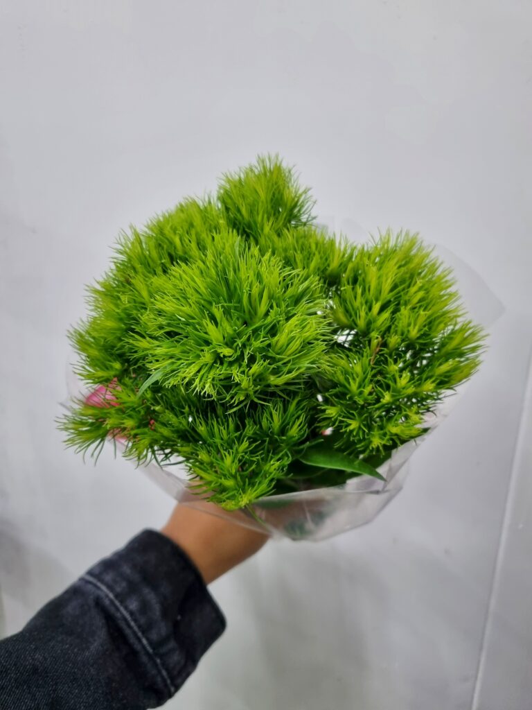 DIANTHUS GREEN BALL
