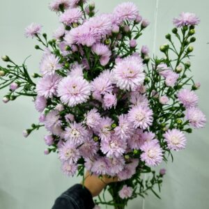 ASTER MARIANA ROSA CLARO
