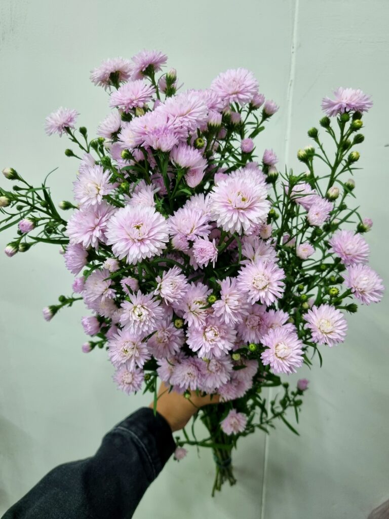 ASTER MARIANA ROSA CLARO