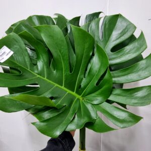 MONSTERA P