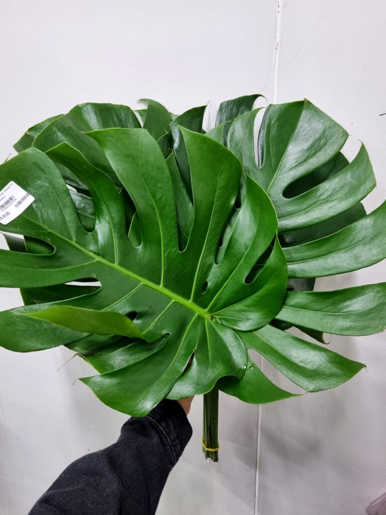 MONSTERA P