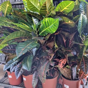 VASO CROTON P24 HIBRIDO NORMA