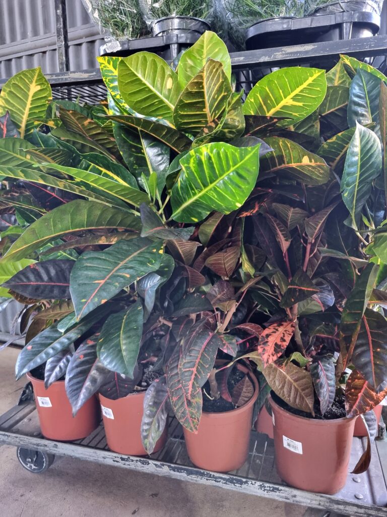 VASO CROTON P24 HIBRIDO NORMA