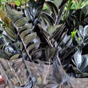 VASO ZAMIOCULCAS P15 BLACK