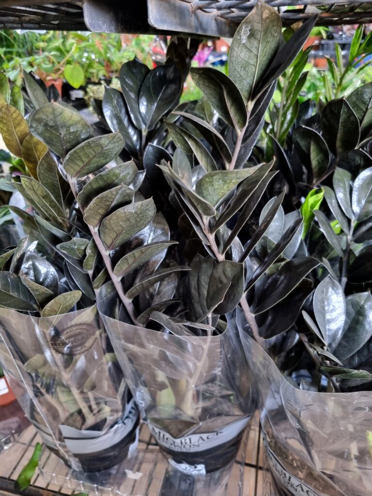 VASO ZAMIOCULCAS P15 BLACK