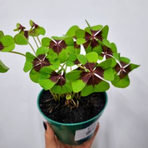 VASO TREVO 4 FOLHAS P11
