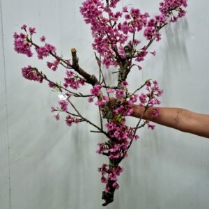 CEREJEIRA JAPONESA