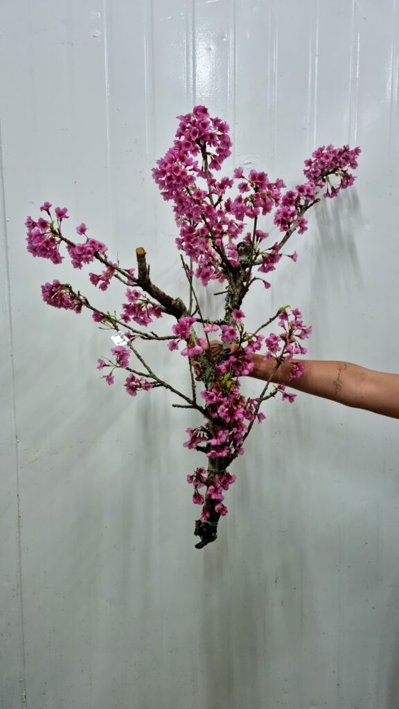 CEREJEIRA JAPONESA