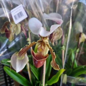 VASO ORQUIDEA SAPATINHO P12 2 HTS