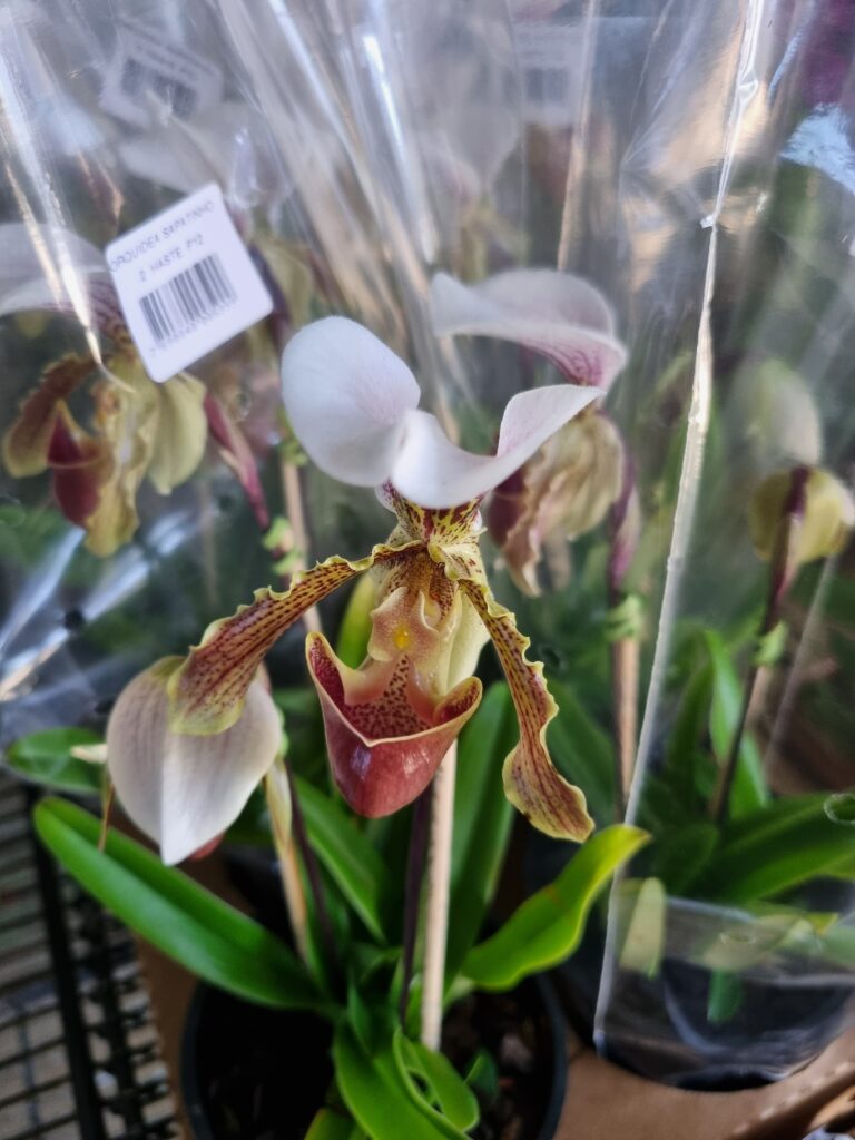 VASO ORQUIDEA SAPATINHO P12 2 HTS