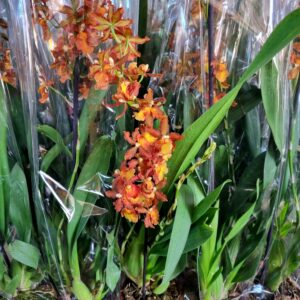 VASO ORQUIDEA CATATANTE P12