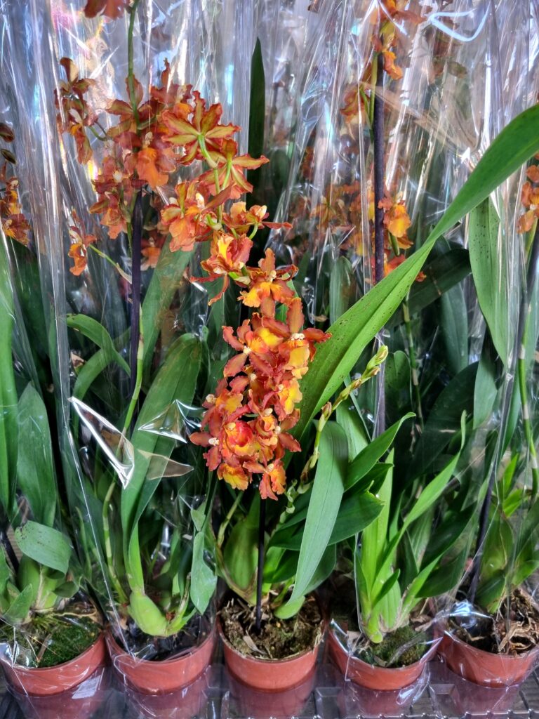 VASO ORQUIDEA CATATANTE P12