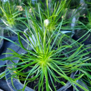 VASO ARMERIA P11