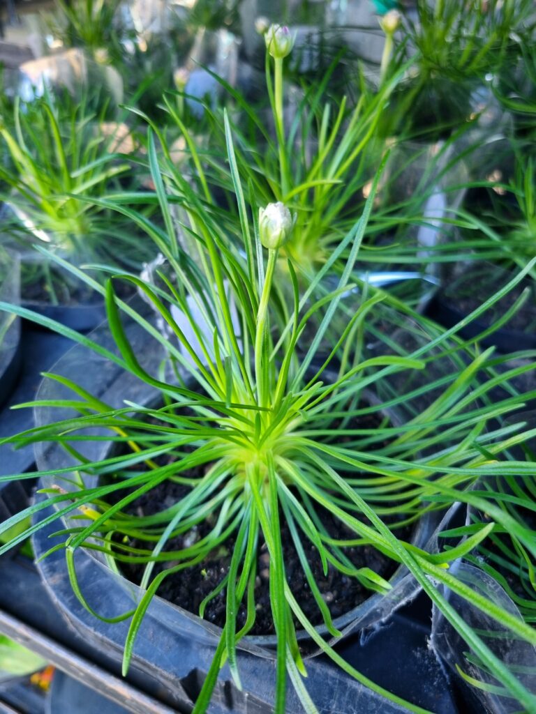 VASO ARMERIA P11