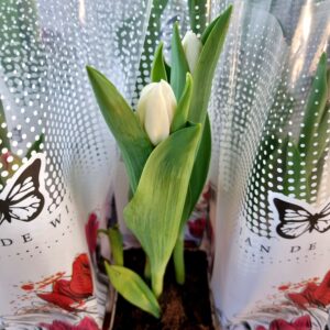 VASO TULIPA P12