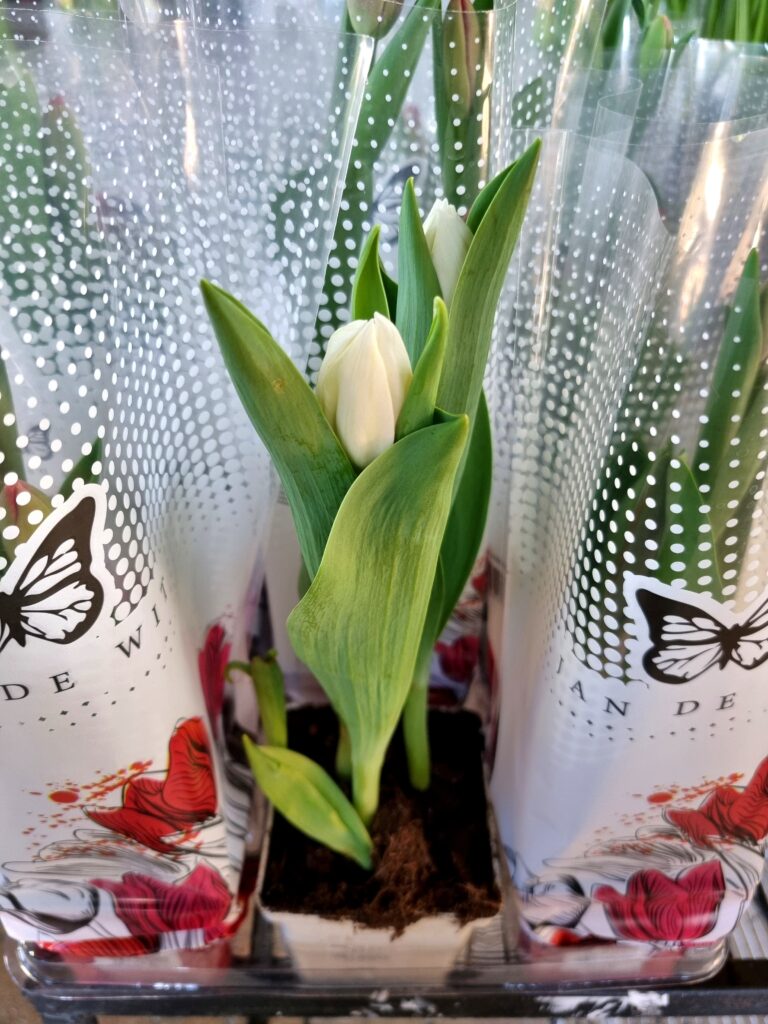 VASO TULIPA P12