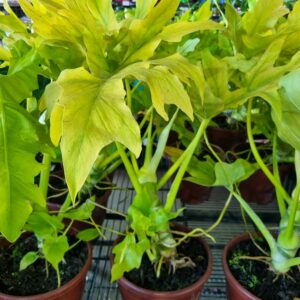 VASO PHILODENDRON P24