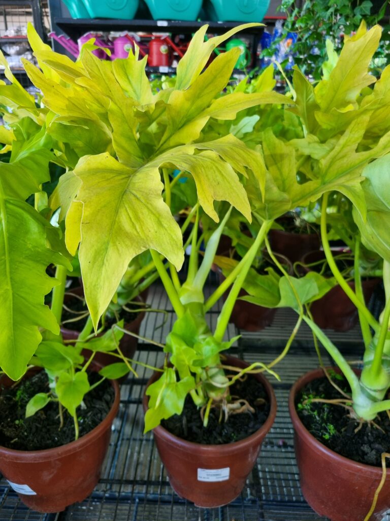 VASO PHILODENDRON P24