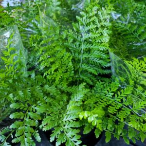 VASO ASPLENIUM P17 PARVATI