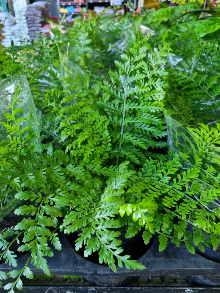 VASO ASPLENIUM P17 PARVATI